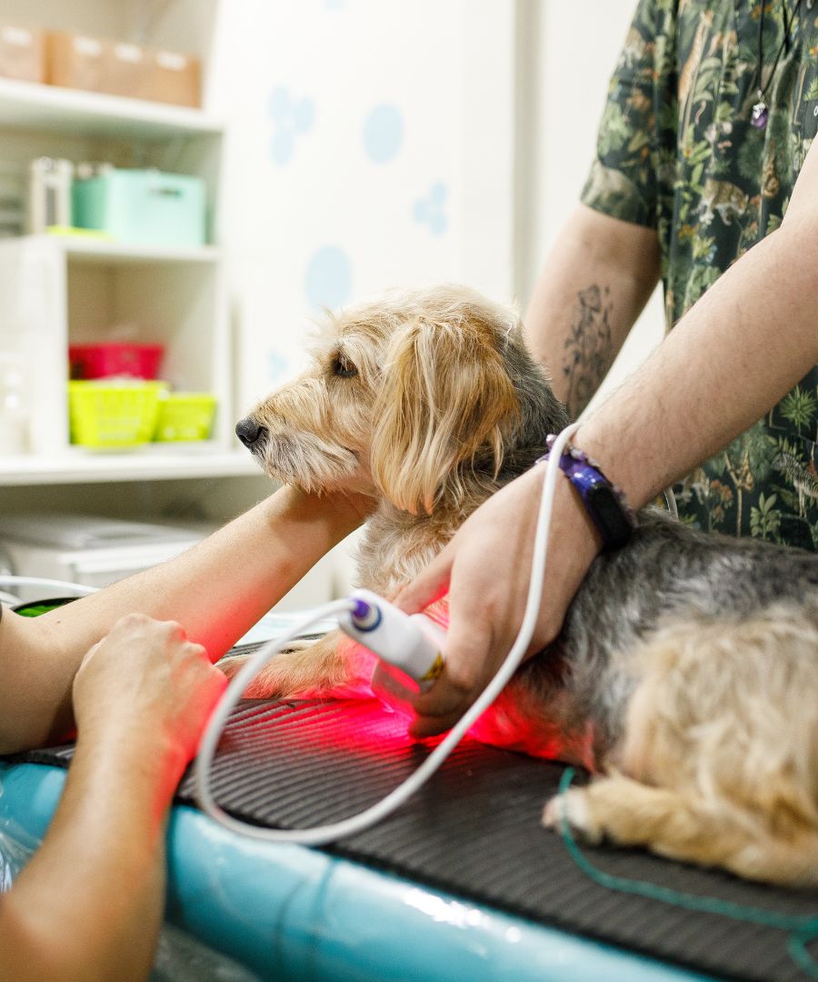 A dog receives laser therapy