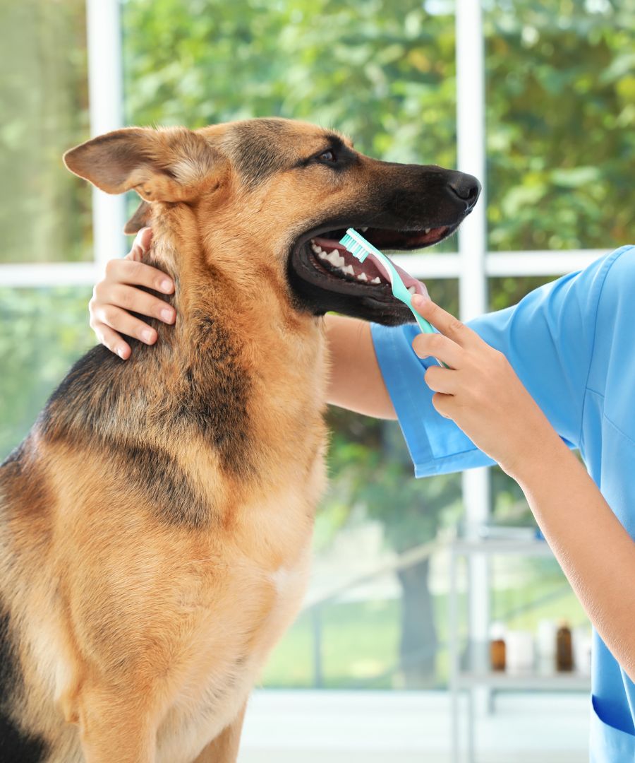 a vet brushing the teeth of a dog