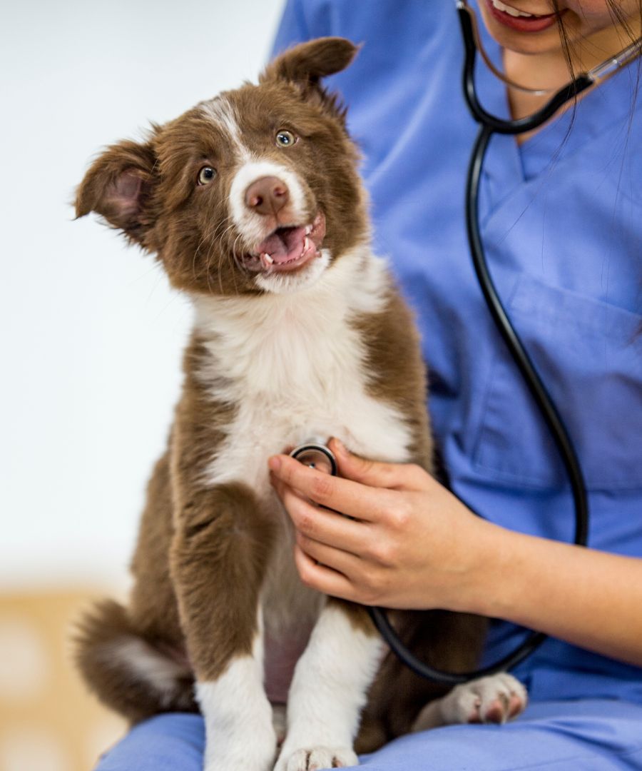 a dog being examined by a vet