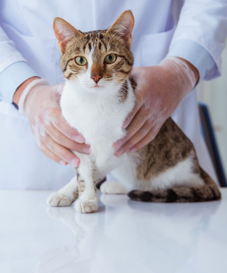 a vet holding a cat