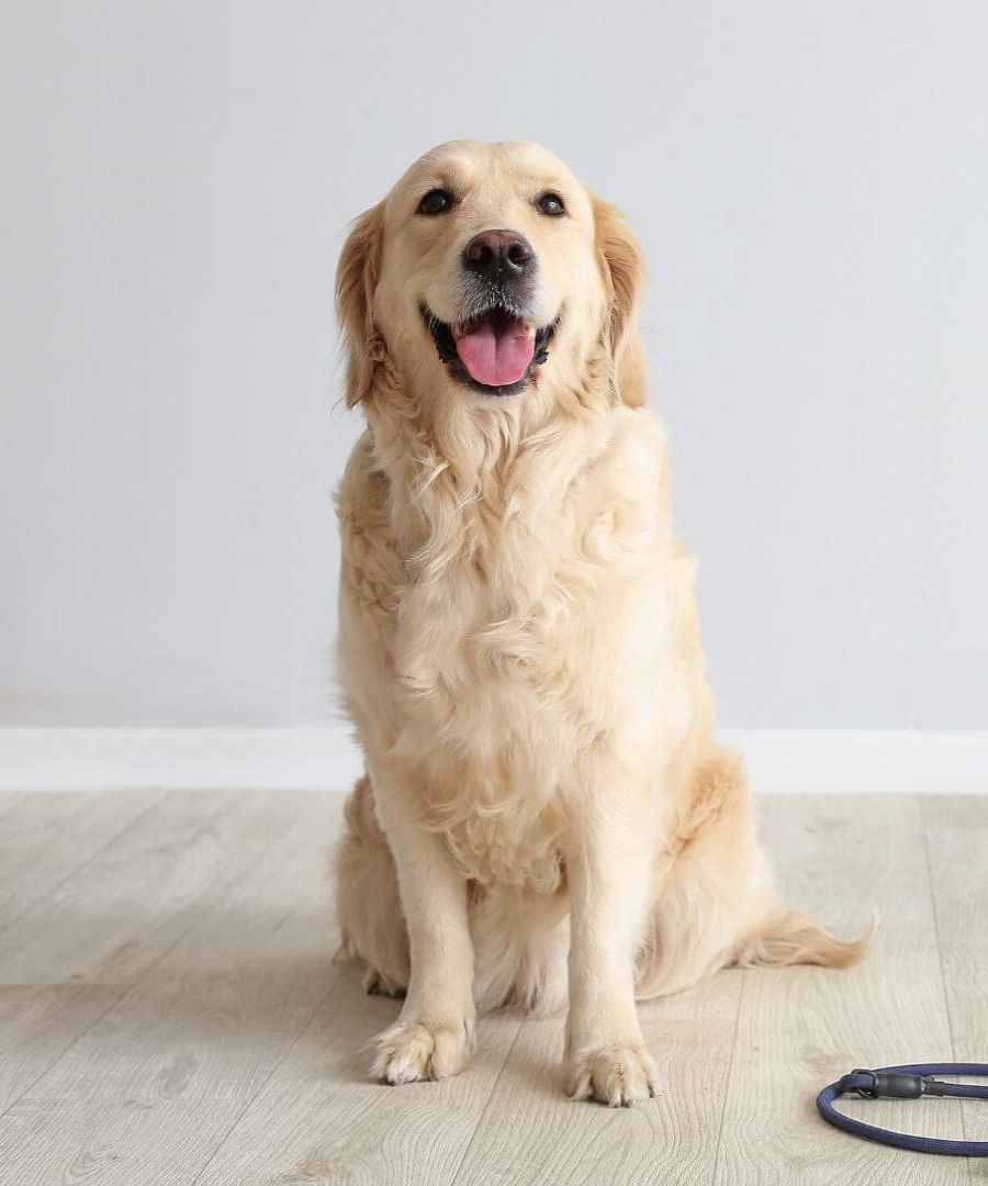 a dog sitting on the floor