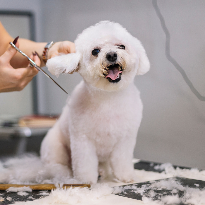 a dog eating from a bowl